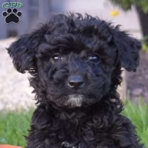 Kathy, Miniature Poodle Mix Puppy