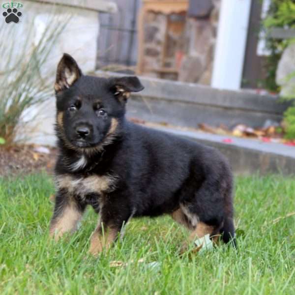 Kathy, German Shepherd Puppy