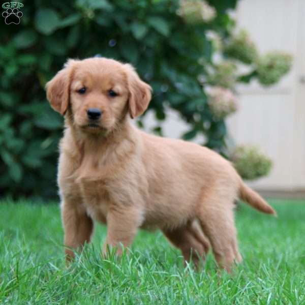 Kathy, Golden Retriever Puppy