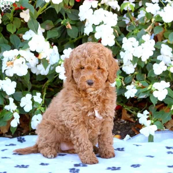 Katie, Miniature Poodle Puppy