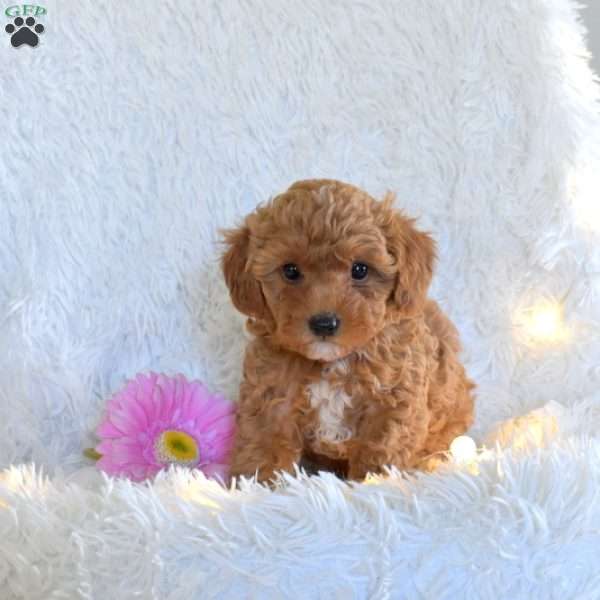 Katrina, Miniature Poodle Puppy