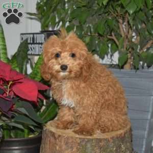 Katrina, Miniature Poodle Puppy