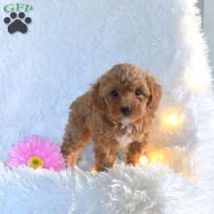 Katrina, Miniature Poodle Puppy