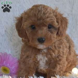 Katrina, Miniature Poodle Puppy