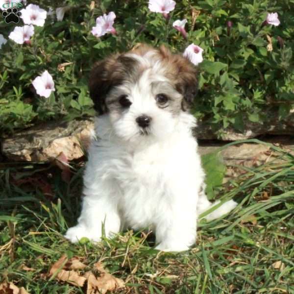 Kaya, Havanese Puppy