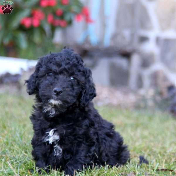 Kayson, Mini Labradoodle Puppy