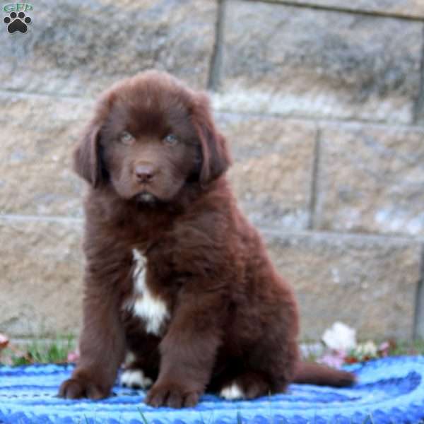 Kayson, Newfoundland Puppy