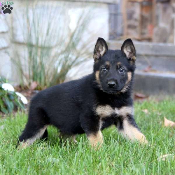 Kayson, German Shepherd Puppy