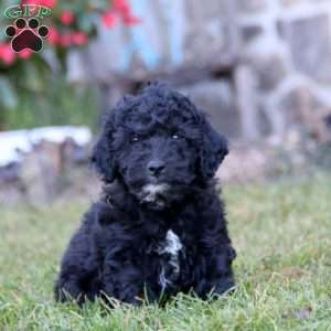 Kayson, Mini Labradoodle Puppy