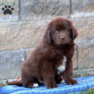 Kayson, Newfoundland Puppy