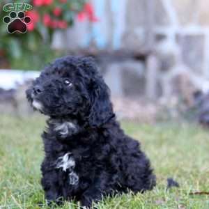 Kayson, Mini Labradoodle Puppy