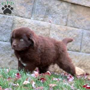 Kayson, Newfoundland Puppy