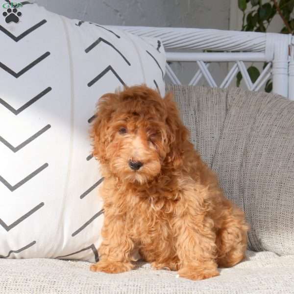 Kelly, Miniature Poodle Puppy