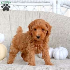 Kelly, Miniature Poodle Puppy