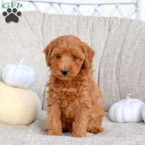 Kelly, Miniature Poodle Puppy