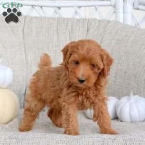 Kelly, Miniature Poodle Puppy