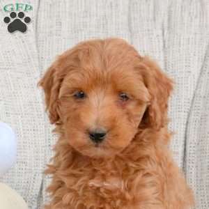 Kelly, Miniature Poodle Puppy