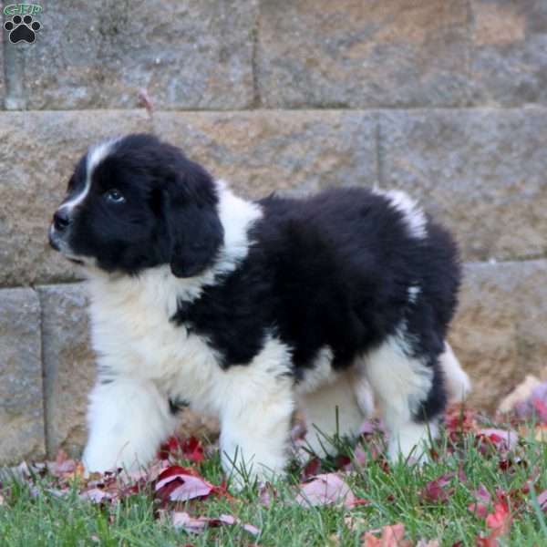 Kelsey, Newfoundland Puppy