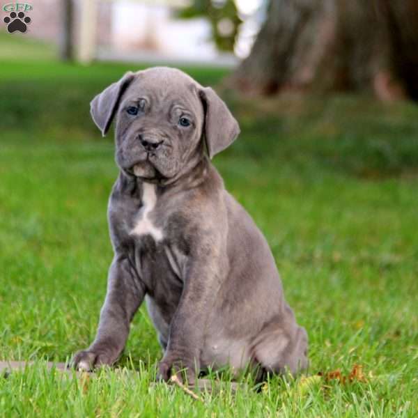 Kelsey, Cane Corso Puppy