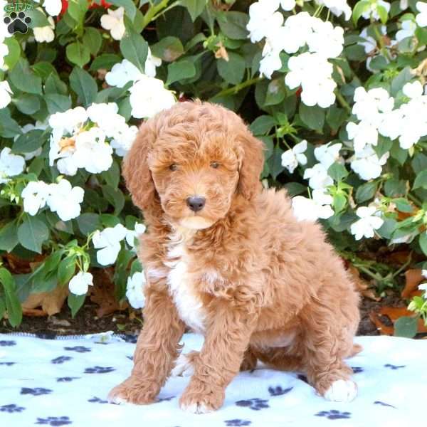 Kelsie, Miniature Poodle Puppy