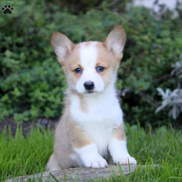 Ken, Pembroke Welsh Corgi Puppy