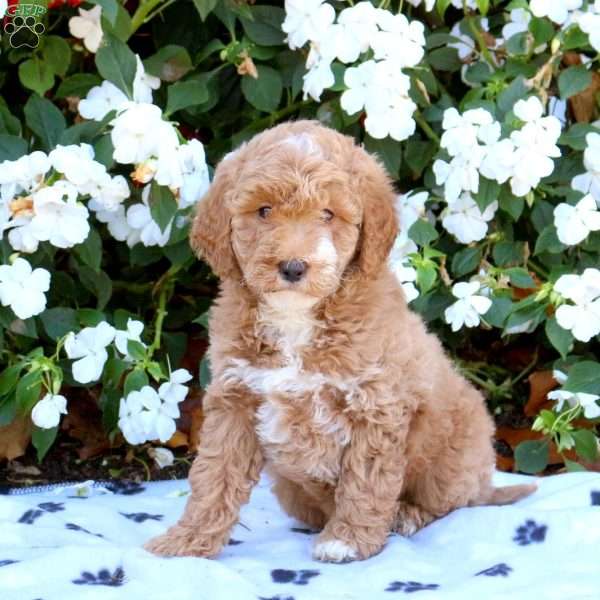 Kendal, Miniature Poodle Puppy