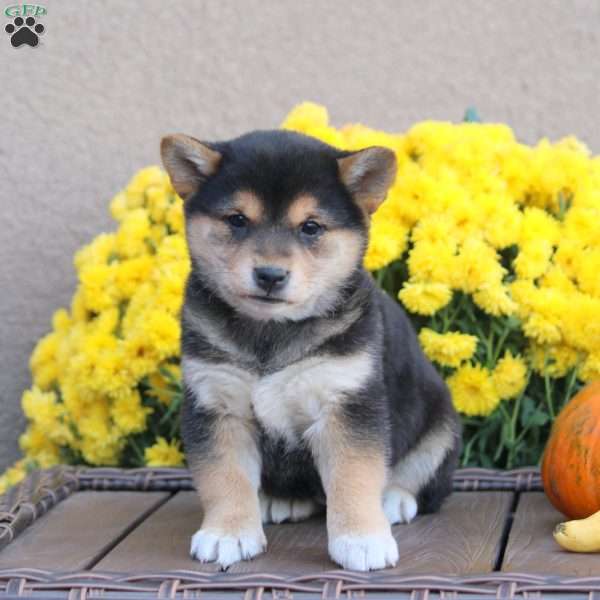 Kendra, Shiba Inu Puppy