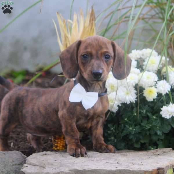 Kendra, Dachshund Puppy