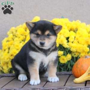 Kendra, Shiba Inu Puppy