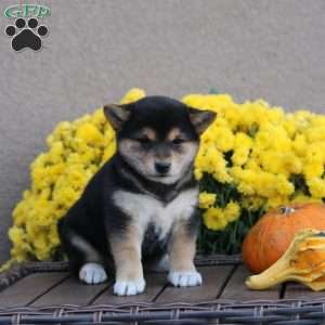 Kendra, Shiba Inu Puppy