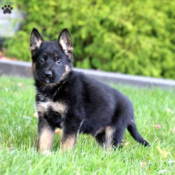 Kent, German Shepherd Puppy