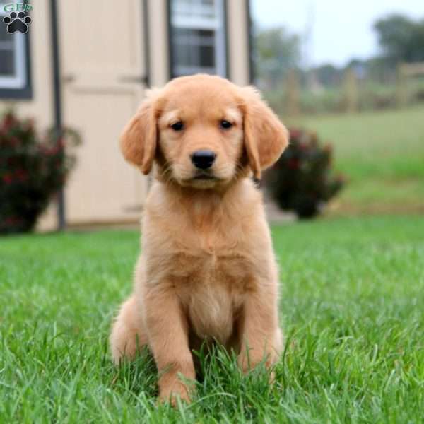 Kent, Golden Retriever Puppy