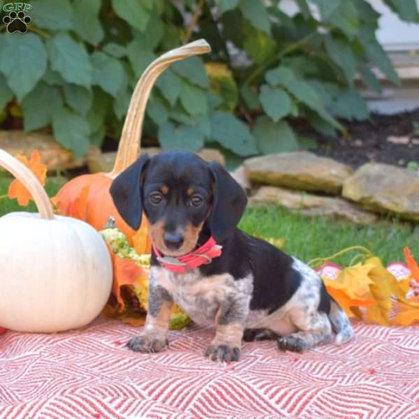 Kenzie-Mini, Dachshund Puppy