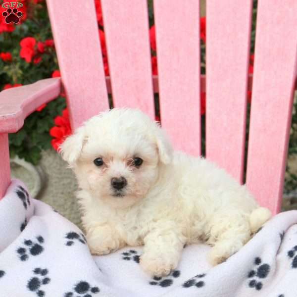 Kenzie, Bichon Frise Puppy