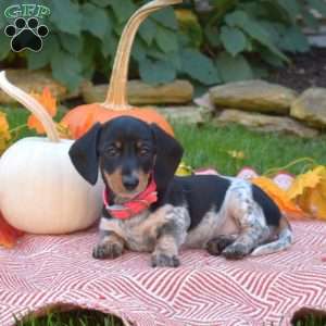 Kenzie-Mini, Dachshund Puppy