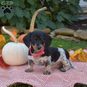 Kenzie-Mini, Dachshund Puppy