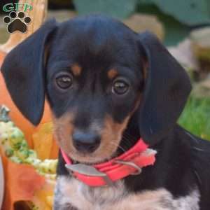 Kenzie-Mini, Dachshund Puppy