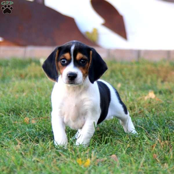 Kenzie, Beagle Puppy