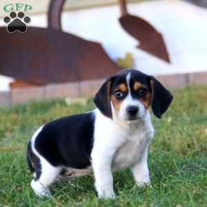 Kenzie, Beagle Puppy