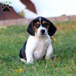 Kenzie, Beagle Puppy