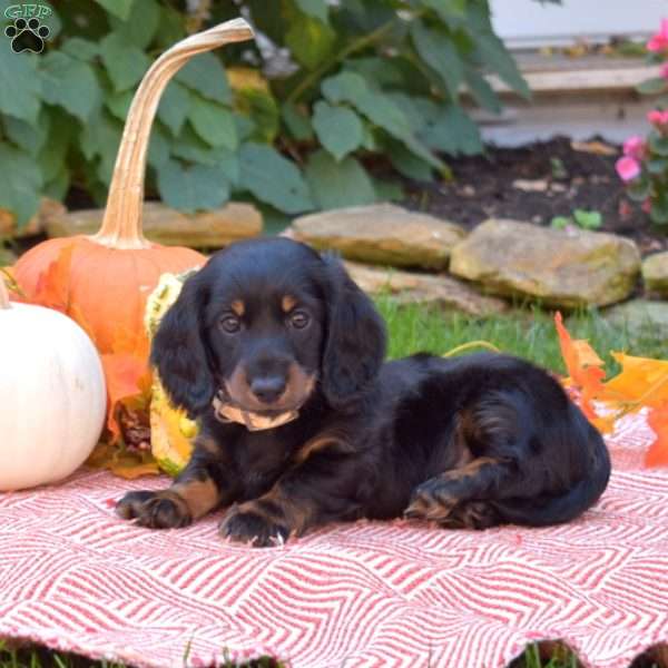 Kernel-Mini, Dachshund Puppy