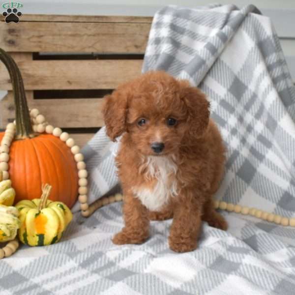 Kernel-F1BB, Cavapoo Puppy