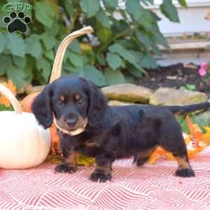 Kernel-Mini, Dachshund Puppy