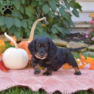 Kernel-Mini, Dachshund Puppy