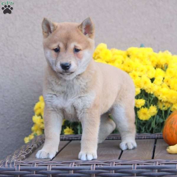 Kerri, Shiba Inu Puppy