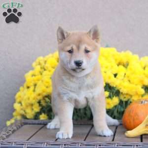 Kerri, Shiba Inu Puppy