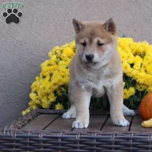 Kerri, Shiba Inu Puppy