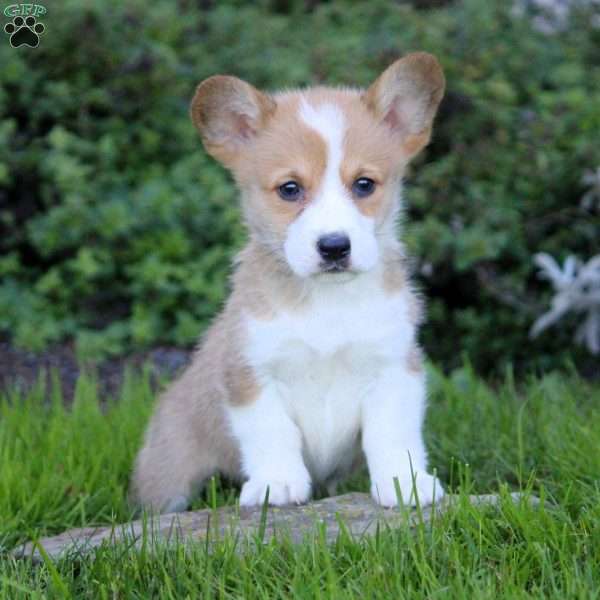 Kevin, Pembroke Welsh Corgi Puppy