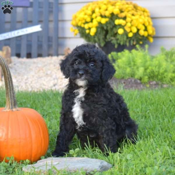 Kevin, Miniature Poodle Mix Puppy