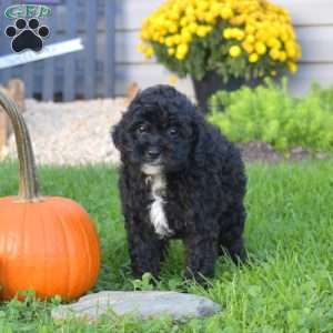 Kevin, Miniature Poodle Mix Puppy